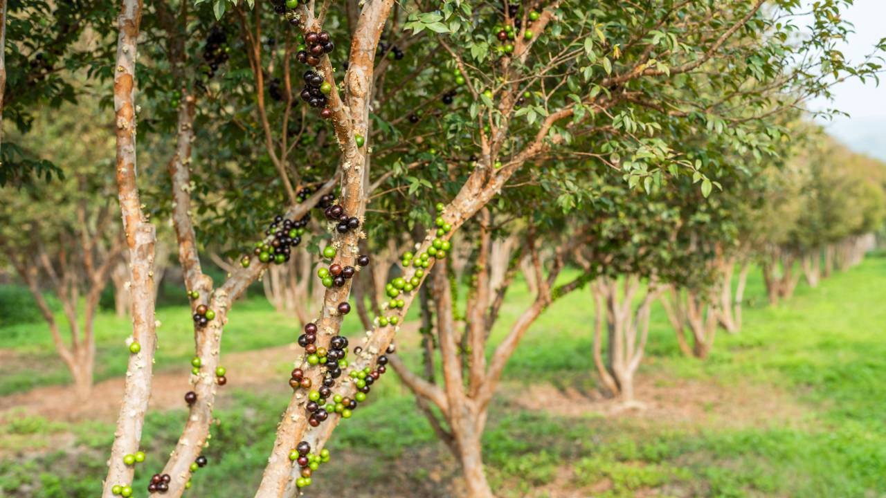 A árvore tropical que produz frutos nutritivos e ainda traz aroma agradável para o quintal