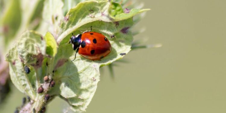 Em jardins onde há bastante pulgão, as joaninhas costumam se estabelecer e formar uma espécie de “time de defesa natural” - Créditos: depositphotos.com / sunakri