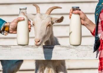 O laticínio menos comum que pode ajudar o intestino e proteger os ossos