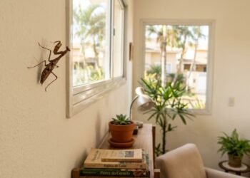 O que significa quando aparece um louva-a-deus dentro de casa