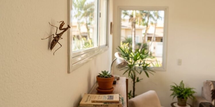 O louva-a-deus é um predador que se alimenta de moscas, borboletas, grilos e até pequenas aranhas