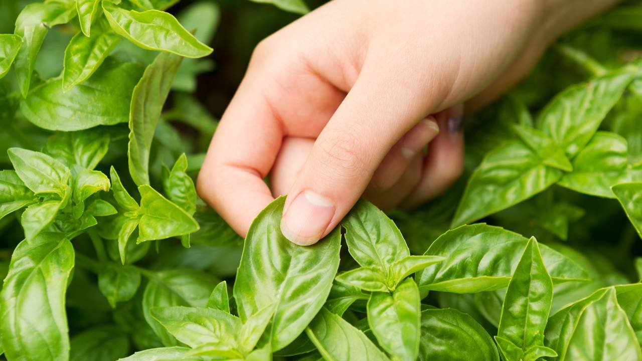 As 7 plantas companheiras que ajudam a abobrinha crescer