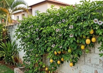 A fruta que pode crescer no seu muro e transformar uma parede sem graça em um espaço produtivo