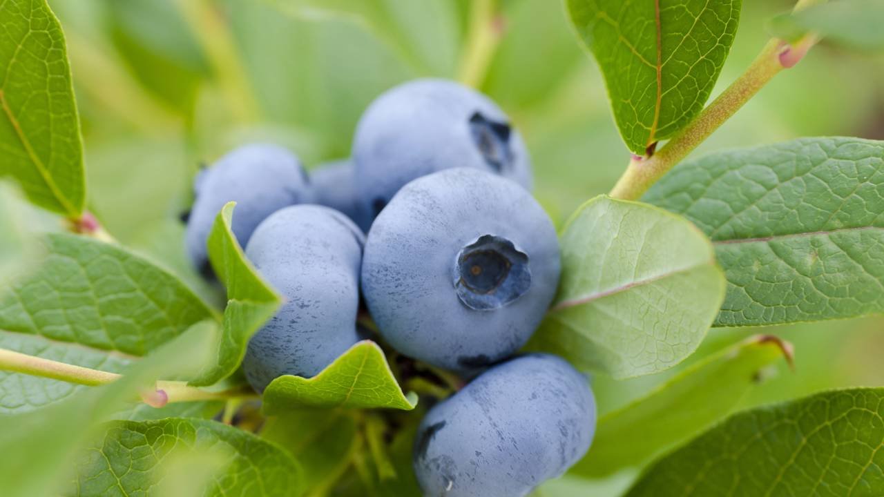 O fruto roxo rico em antioxidantes que fortalece a imunidade e pode ser cultivado facilmente em vasos pequenos