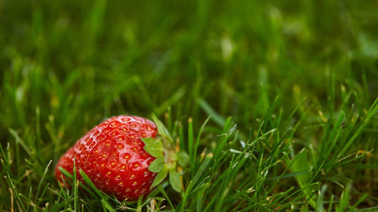 O truque para cultivar em casa a fruta cheia de antioxidantes que pode ajudar a combater inflamações