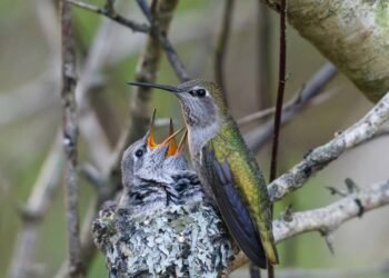 O que significa quando um beija-flor faz ninho perto da sua casa?
