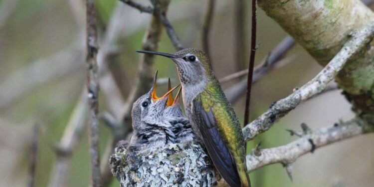Costuma remeter à ideia de aconchego e equilíbrio, como se a casa ou o jardim fossem aprovados por essas pequenas visitantes - Créditos: depositphotos.com / Devon