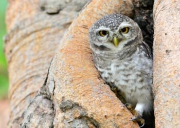O que significa quando uma coruja faz ninho no telhado ou no quintal de casa