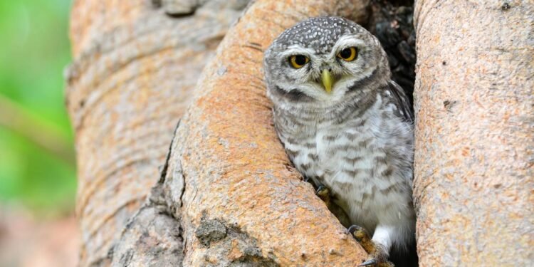 Ao perceber um ninho de coruja em casa, em um galpão ou em uma árvore do quintal - Créditos: depositphotos.com / thawats