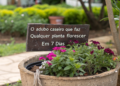 O adubo caseiro que faz qualquer planta florescer em 7 dias