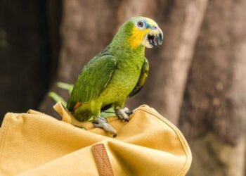 O que significa quando o papagaio repete palavras específicas o dia todo