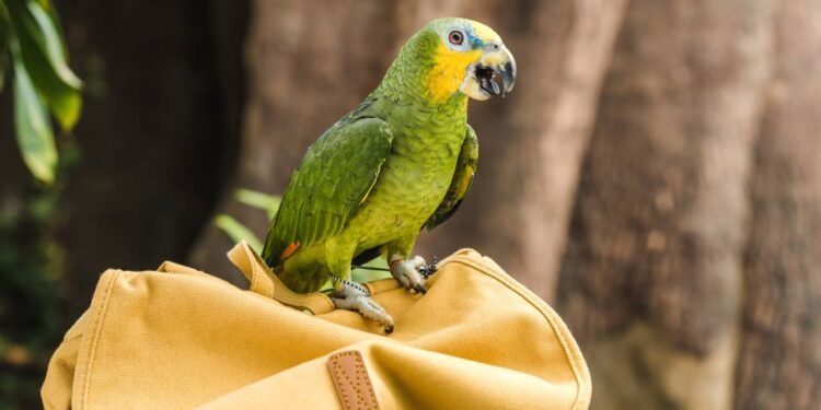 Existem diferentes motivos para um papagaio insistir nas mesmas palavras - Créditos: depositphotos.com / IgorVetushko