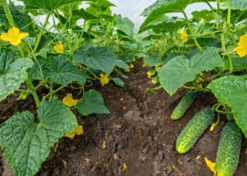 Esse legume fácil de cultivar pode crescer rápido no vaso e ajudar o corpo a eliminar líquidos naturalmente