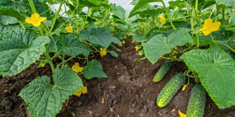 Antes de qualquer coisa, é importante escolher um cantinho bem iluminado, porque o pepino precisa de sol direto por pelo menos 4 - Créditos: depositphotos.com / spineback
