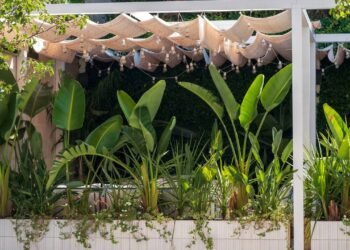 O segredo das casas mais bonitas está nessas plantas que crescem rápido e criam sombra perfeita no calor
