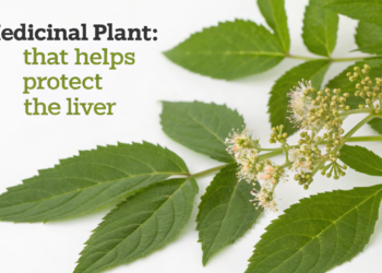 A planta medicinal que ajuda a proteger o fígado e estimular a desintoxicação natural do organismo