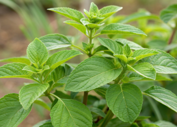 A planta tradicional muito usada para apoiar o fígado e ajudar na digestão de alimentos gordurosos