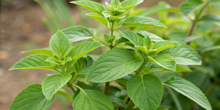 A planta tradicional muito usada para apoiar o fígado e ajudar na digestão de alimentos gordurosos