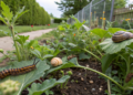7 pragas comuns no jardim e como eliminá-las sem veneno