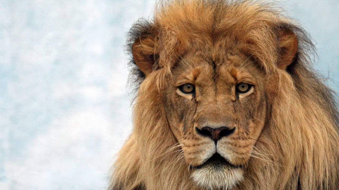 O que significa a palavra “Hakuna Matata”, que voltou à moda após novas versões de O Rei Leão