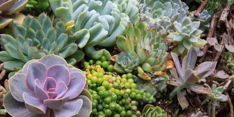 Propagação de suculentas: passo a passo para criar novas plantas - Créditos: depositphotos.com / Hannamariah