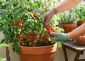 Como plantar tomate cereja em casa e colher mesmo sem quintal