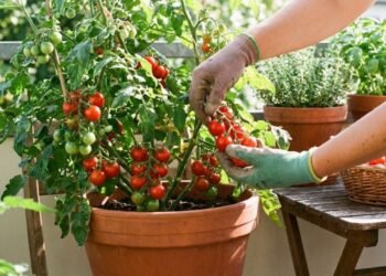 Como plantar tomate cereja em casa e colher mesmo sem quintal