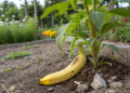 O truque da banana para fazer qualquer planta crescer mais rápido