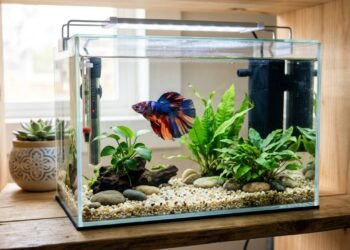 7 peixes perfeitos para aquário pequeno e simples de cuidar em casa