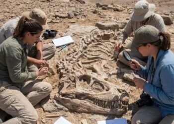 Parente de um crocodilo de 205 milhões de anos atrás é finalmente identificado após quase 80 anos no porão de um museu