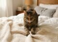 Por que os gatos amassam cobertores e superfícies? Entenda o que esse hábito revela sobre eles