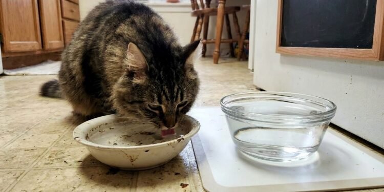 O hábito comum que pode aumentar o risco de doenças infecciosas em gatos e o que ajuda a evitá-las