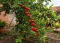 A fruta tropical que cresce fácil no quintal e ajuda a fortalecer o sistema imunológico