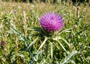 A erva digestiva que está sendo usada para aliviar o inchaço e apoiar a saúde do fígado