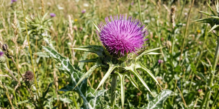 A erva digestiva que está sendo usada para aliviar o inchaço e apoiar a saúde do fígado