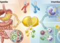 O que o limão faz na digestão e na imunidade durante mudanças de temperatura