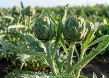 A planta que ajuda a desintoxicar o fígado e ainda pode auxiliar na redução da gordura abdominal