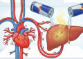 O que o Red Bull faz no fígado e na saúde cardiovascular