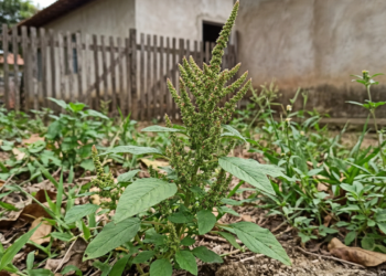 Pouca gente sabe, mas essa planta ignorada no quintal pode ajudar no controle do açúcar no sangue