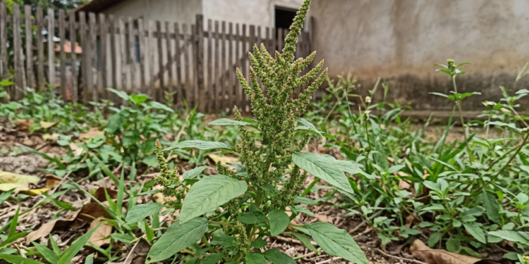 Pouca gente sabe, mas essa planta ignorada no quintal pode ajudar no controle do açúcar no sangue