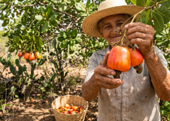 O Caju típico do Nordeste que hidrata, fortalece a imunidade e faz parte da rotina de muita gente