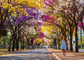 Com 80 mil ipês coloridos e 70 parques, foi premiada pela ONU como a "Cidade Árvore do Mundo" e encanta com mais de 1 milhão delas
