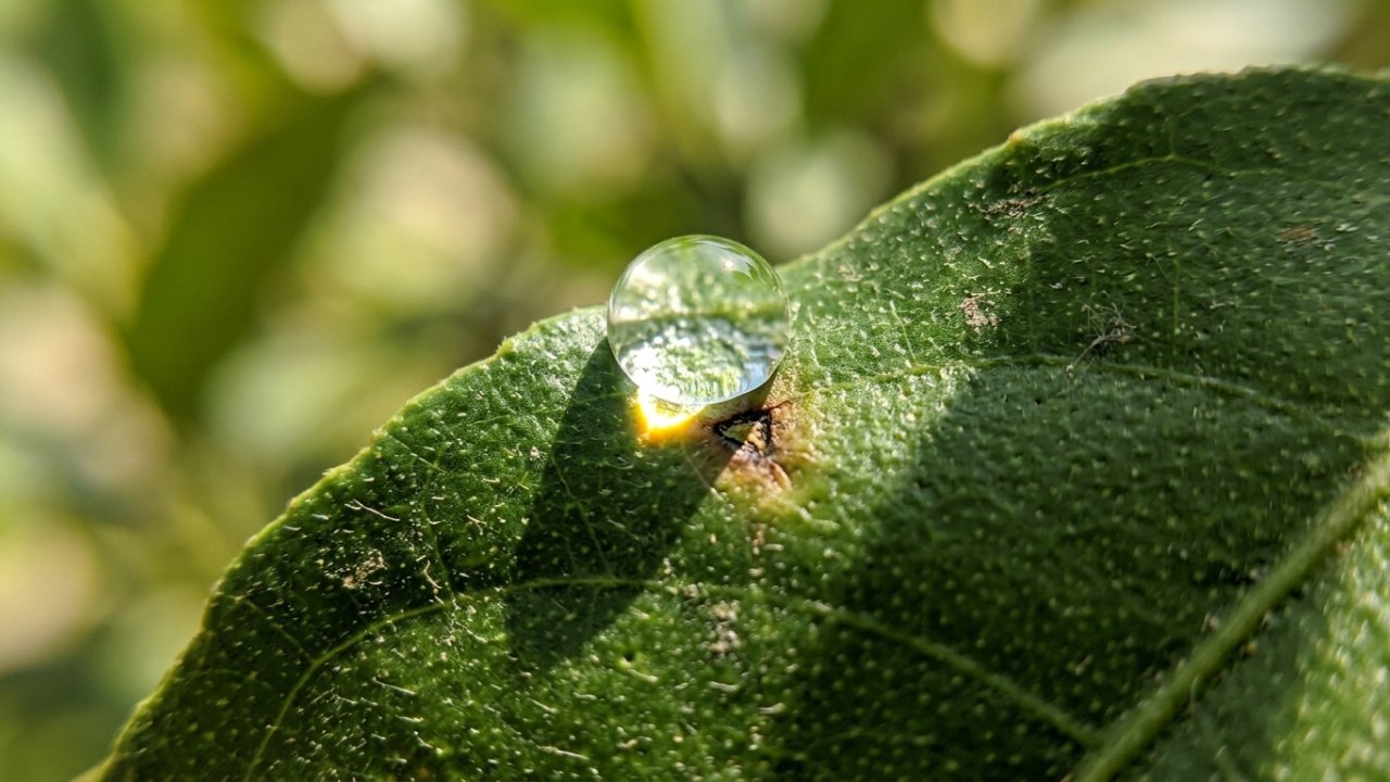 Agricultores experientes alertam, regar plantas ao meio-dia
