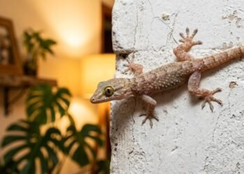 O que significa encontrar largatixas em casa