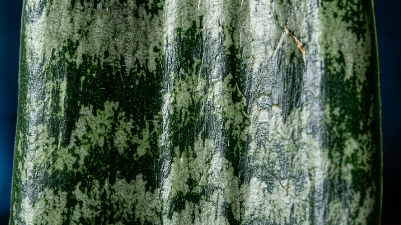 As vantagens biológicas e de design do cultivo interno dessa robusta folhagem