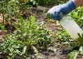Como se livrar de ervas daninhas no jardim sem usar produtos químicos agressivos