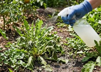 Como se livrar de ervas daninhas no jardim sem usar produtos químicos agressivos