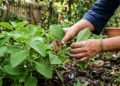 A planta amarga que pode entrar na rotina de quem busca equilíbrio digestivo e ainda é simples de cuidar no quintal