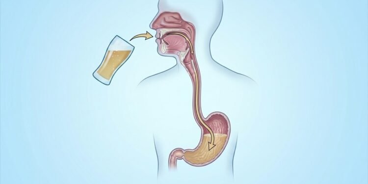 Consumo de álcool na adolescência: quais são os impactos reais no desenvolvimento do cérebro
