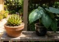 Plantas de sol ou de sombra, qual a diferença? Entenda como escolher a melhor para sua casa